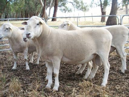 Howes Creek Hills bred commercial Wiltipoll Rams