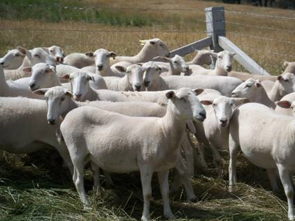  Wiltipoll Ewes and lambs , Lambs 4-5 month