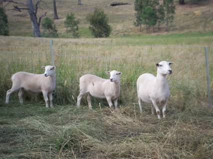 Wiltipoll Ewe and twins 4 months of age